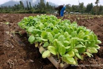 Cukai rokok naik, Asosiasi Petani Tembakau: Industri akan banyak berguguran