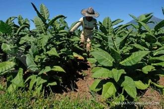 Penyederhanaan tarif cukai dinilai tak lindungi petani tembakau