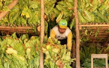 Kenaikan Cukai Rokok 2021 Bisa Mendekati 20 Persen, Apa Kabar Nasib Petani?